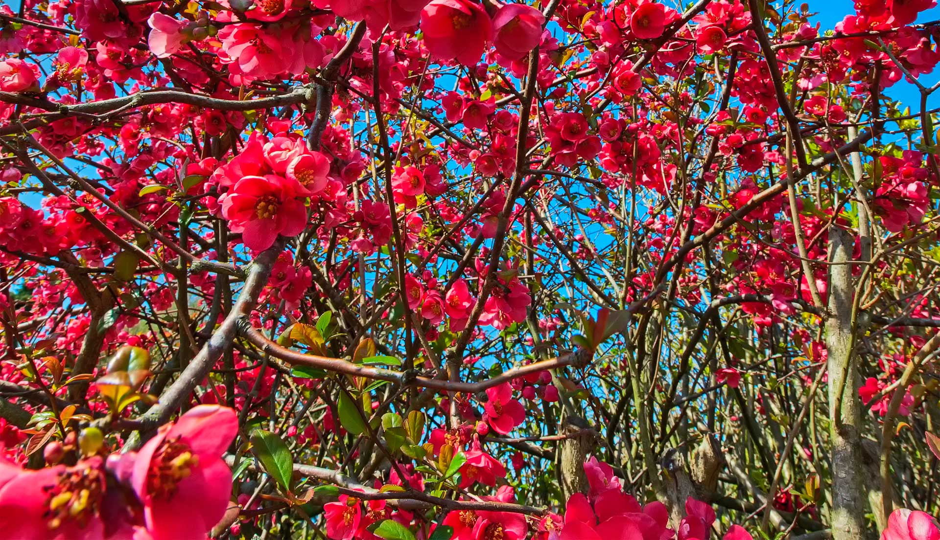 Forår og kvædebusk