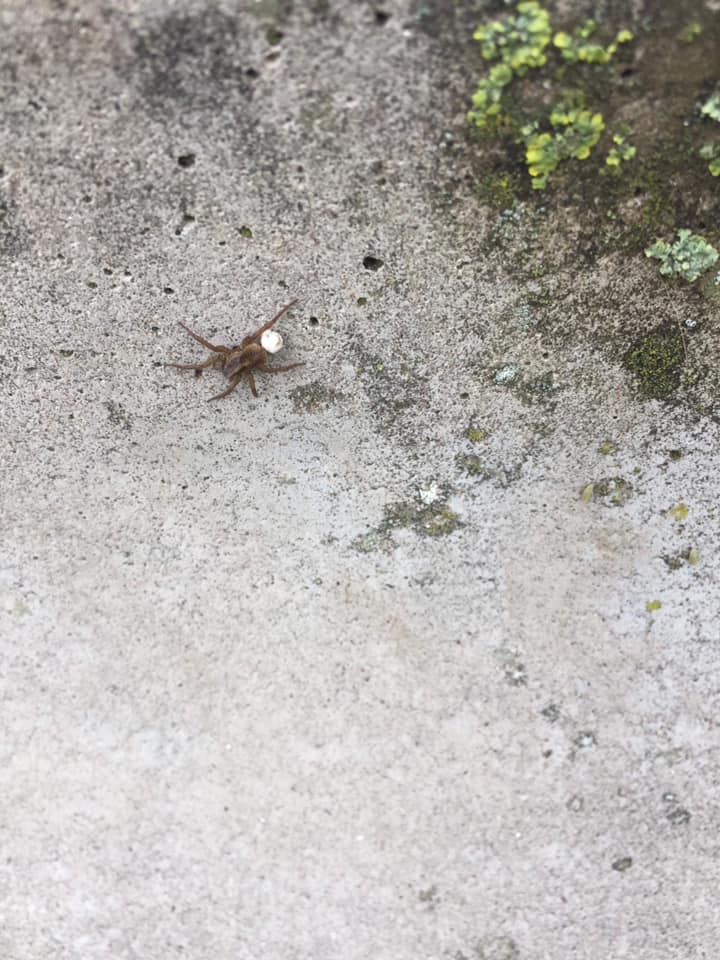 4kløverbørn på cykeltur