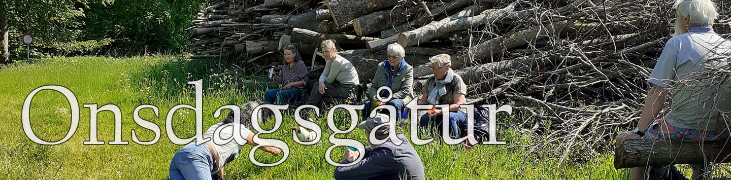Onsdagsgåtur langs Ladegårdsåen